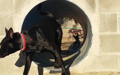Gossos circulant per un túnel d'Agility a l'àrea d'esbarjo de Can Gambús | Pau Duran